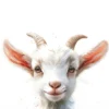 Leinwand Baby Billy Goat 30 x 45 cm