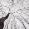 Leinwandbild Baum, grau, 70x50 cm DD123022