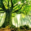 Leinwandbild Baum, grün, 70x50 cm DD123012
