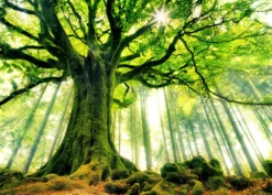 Leinwandbild Baum, grün, 70x50 cm DD123012