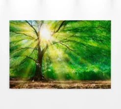 Leinwandbild Baum, grün, 90x60 cm DD120310