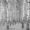 Leinwandbild Birkenwald, schwarz, 70x50 cm DD123018