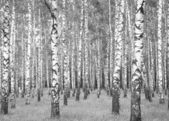 Leinwandbild Birkenwald, schwarz, 70x50 cm DD123018