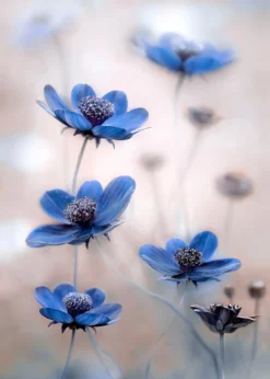 Leinwandbild Blumen, blau, 50x70 cm DD123117