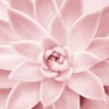 Leinwandbild Blume, rosa, 50x70 cm DD123118