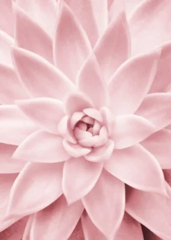 Leinwandbild Blume, rosa, 50x70 cm DD123118
