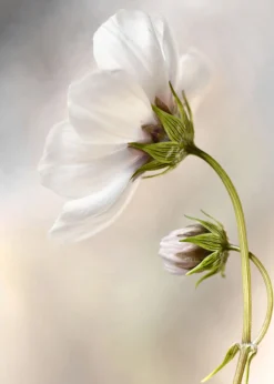 Leinwandbild Blume, weiß, 50x70 cm DD123116