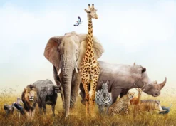 Leinwandbild Elefant, beige, 70x50 cm DD123110