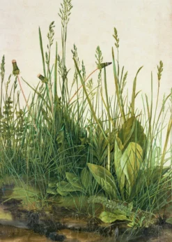 Leinwandbild Gräser, grün, 50x70 cm DD123152