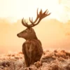 Leinwandbild Hirsch, orange, 100x40 cm DD123228