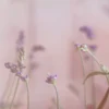 Leinwandbild Lavendel, rosa, 100x40 cm DD123221