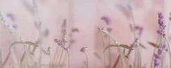 Leinwandbild Lavendel, rosa, 100x40 cm DD123221