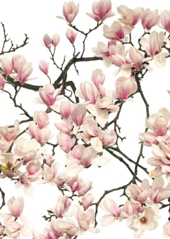 Leinwandbild Magnolien, weiß, 50x70 cm DD123114