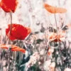 Leinwandbild Mohnblumen, rot, 100x40 cm DD123220