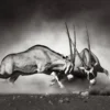 Leinwandbild Oryxantilopen, schwarz, 70x50 cm DD123045