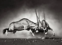 Leinwandbild Oryxantilopen, schwarz, 70x50 cm DD123045