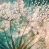 Leinwandbild Pusteblume, türkis, 70x50 cm DD123040