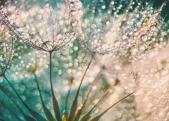 Leinwandbild Pusteblume, türkis, 70x50 cm DD123040