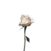 Leinwandbild Rose, weiß, 50x50 cm DD123255