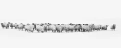 Leinwandbild Schafherde, weiß, 100x40 cm DD123235