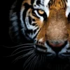 Leinwandbild Tiger, schwarz, 100x40 cm DD123226