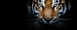 Leinwandbild Tiger, schwarz, 100x40 cm DD123226