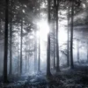Leinwandbild Wald, blau, 70x50 cm DD123020