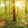 Leinwandbild Wald, grün, 100x40 cm DD123203