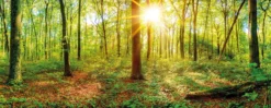 Leinwandbild Wald, grün, 100x40 cm DD123203