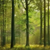 Leinwandbild Wald, grün, 70x50 cm DD123014