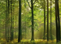 Leinwandbild Wald, grün, 70x50 cm DD123014
