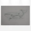 Leinwandbild Wal, grau, 90x60 cm DD120380