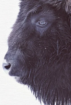 Leinwand Black Buffalo 30 x 45 cm