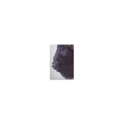 Leinwand Black Buffalo 30 x 45 cm