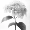Leinwand Blumen SW II 40 x 50 cm