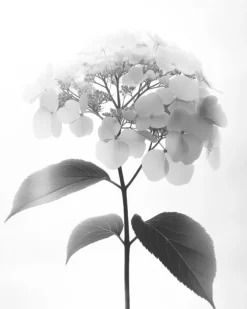 Leinwand Blumen SW II 40 x 50 cm