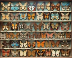 Leinwand Butterfly Box 50 x 40 cm