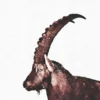 Leinwand Capricorn Snow 30 x 45 cm