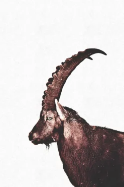Leinwand Capricorn Snow 30 x 45 cm