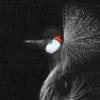 Leinwand Crowned Crane 30 x 45 cm