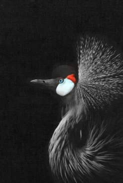 Leinwand Crowned Crane 30 x 45 cm