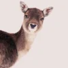 Leinwand Deer Rose 30 x 45 cm