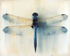 Leinwand Dragonfly 50 x 40 cm