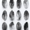 Leinwand Feathers Grey 40 x 50 cm