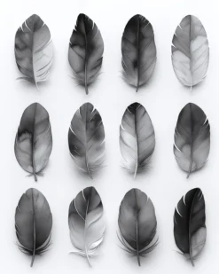 Leinwand Feathers Grey 40 x 50 cm