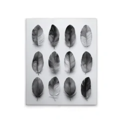 Leinwand Feathers Grey 40 x 50 cm