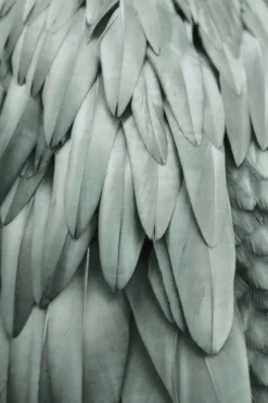Leinwand Feathers II 30 x 45 cm