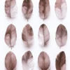 Leinwand Feathers Mauve 40 x 50 cm
