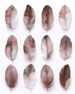 Leinwand Feathers Mauve 40 x 50 cm