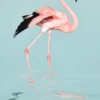 Leinwand Flamingo Water 30 x 45 cm